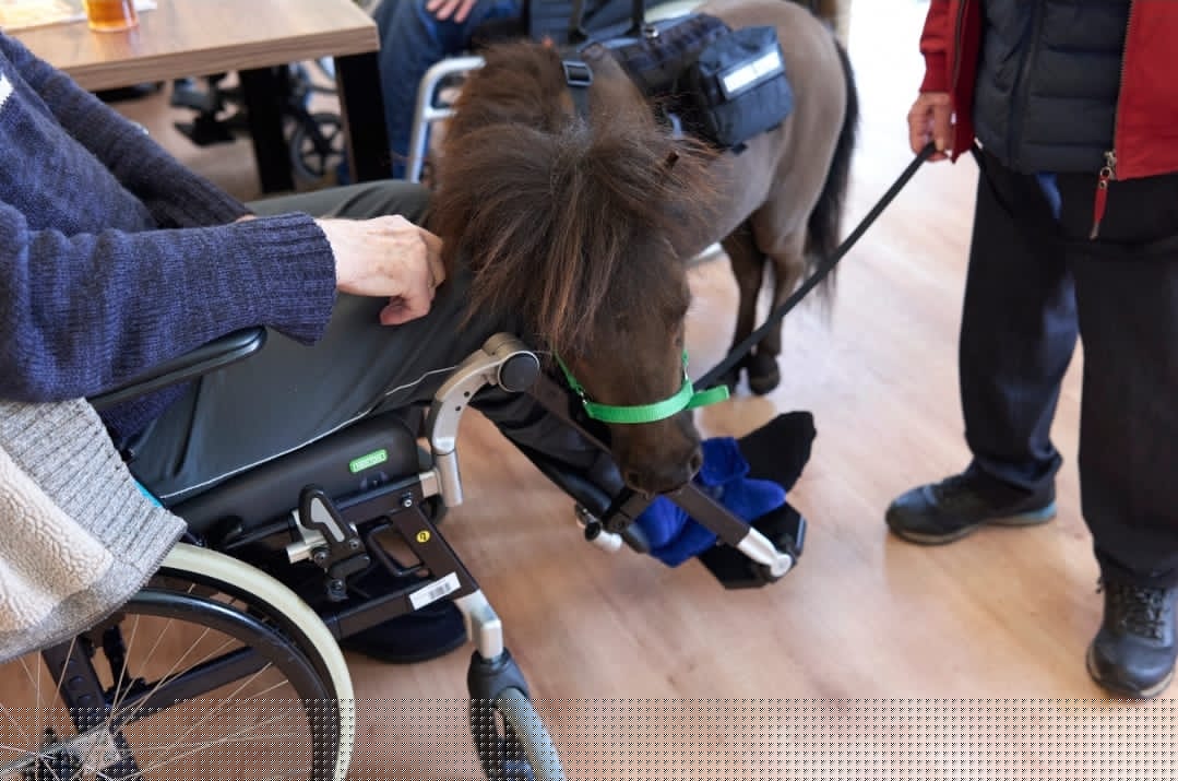 Therapiepaardje bij media