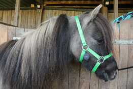 Therapiepaardje bij therapiepaardjes