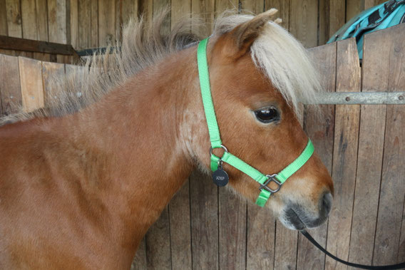 Therapiepaardje bij therapiepaardjes