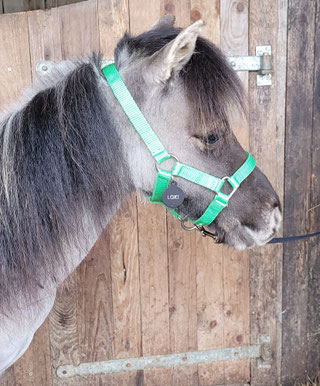 Therapiepaardje bij wij zijn geadopteerd