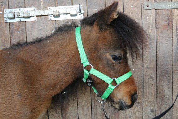 Therapiepaardje bij therapiepaardjes