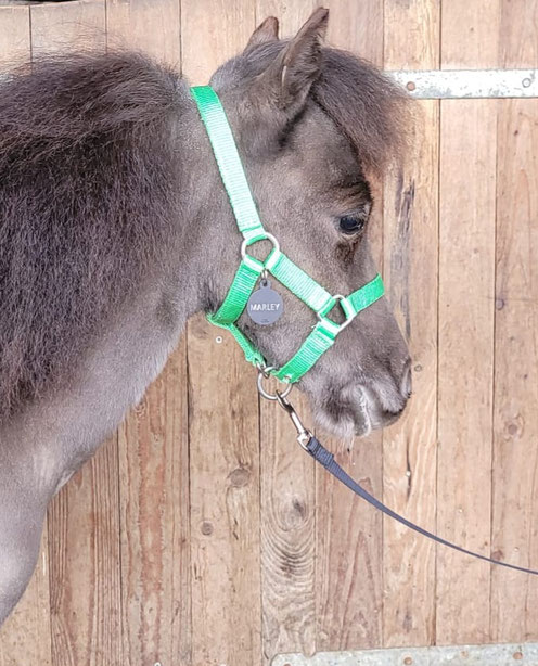 Therapiepaardje bij wij zijn geadopteerd