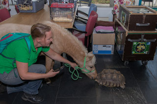 Therapiepaardje bij opleiding van een therapiepaardje