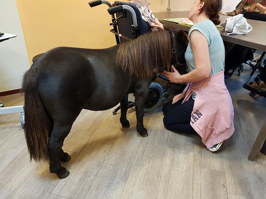 Therapiepaardje bij ook paardjes verdienen een kans!