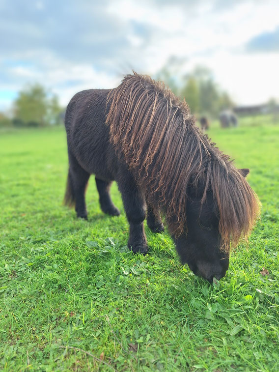 Therapiepaardje bij wij zijn geadopteerd