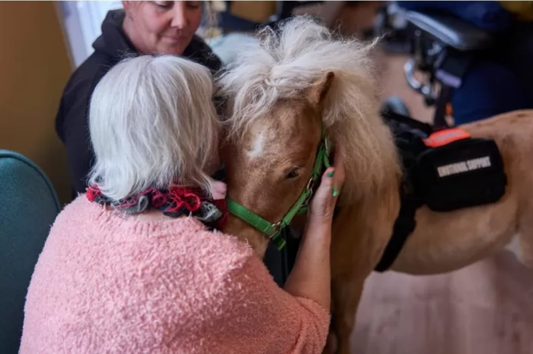 Therapiepaardje bij media