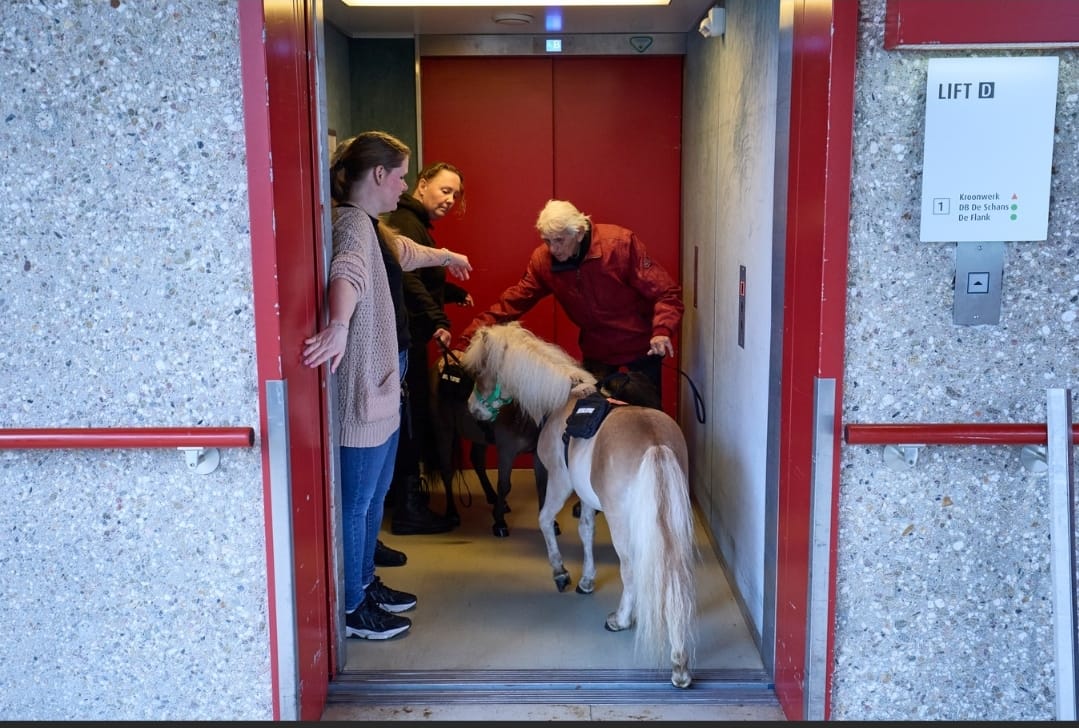 Therapiepaardje bij media