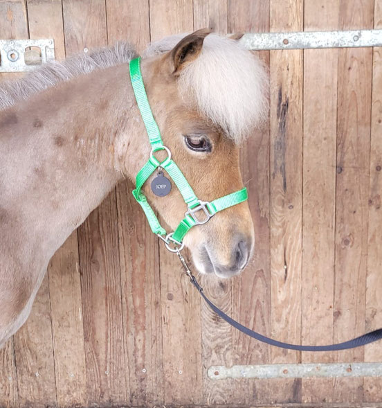 Therapiepaardje bij wij zijn geadopteerd