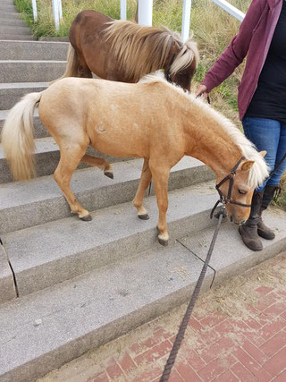 Therapiepaardje bij opleiding van een therapiepaardje