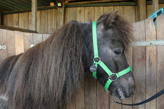 Therapiepaardje bij therapiepaardjes