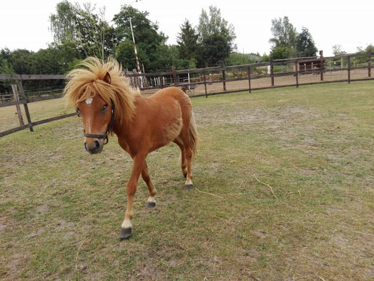 Therapiepaardje bij ook paardjes verdienen een kans!