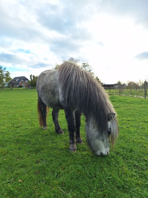 Therapiepaardje bij wij zijn geadopteerd