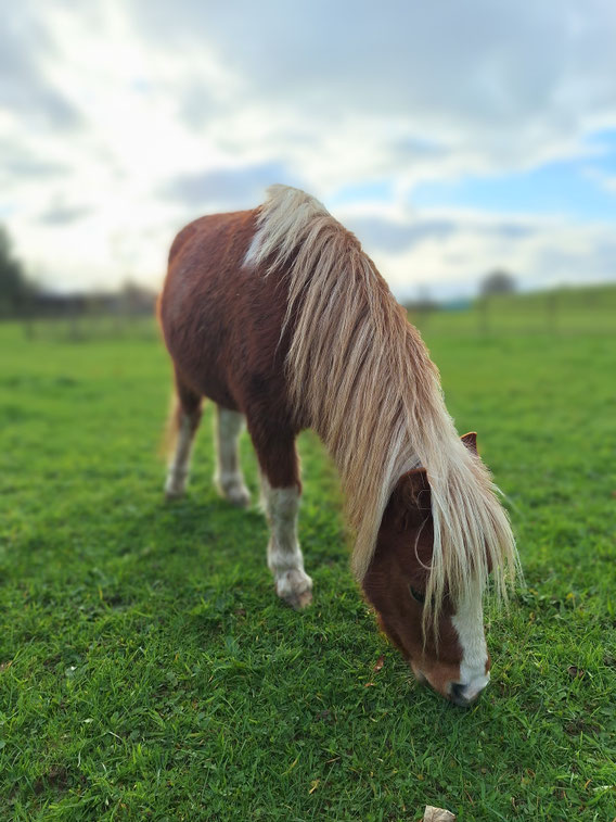 Therapiepaardje bij wij zijn geadopteerd