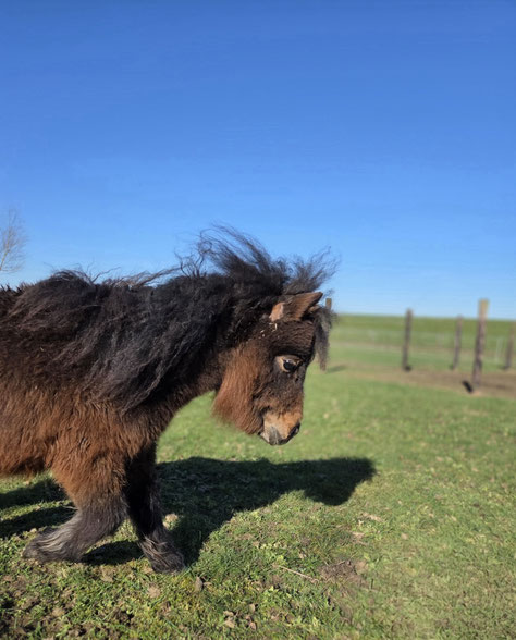 Therapiepaardje bij wij zijn geadopteerd