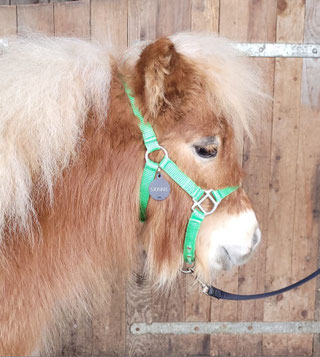 Therapiepaardje bij wij zijn geadopteerd