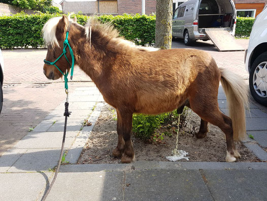 Therapiepaardje bij opleiding van een therapiepaardje